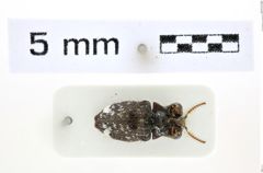 Foto (Dorsalansicht) von Agraeus fryi (NHMW-ZOO-COL-0008092)